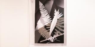 A framed cyanotype of many ferns, in grayscale.