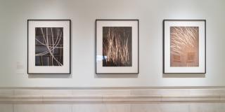 Three framed cyanotypes, showing long thin lines against shades of brown.